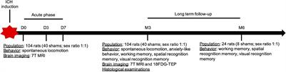 Intracerebral Hemorrhage-Induced Cognitive Impairment in Rats Is Associated With Brain Atrophy, Hypometabolism, and Network Dysconnectivity